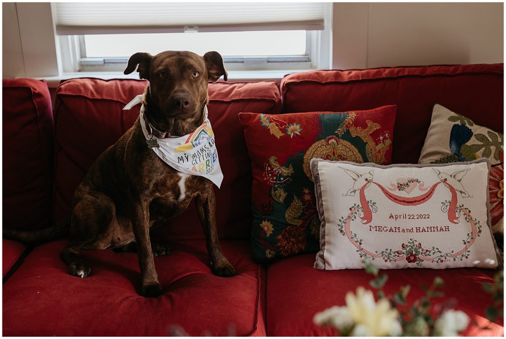 A dog sits on a couch wearing a bandana announcing his owners' marriage.