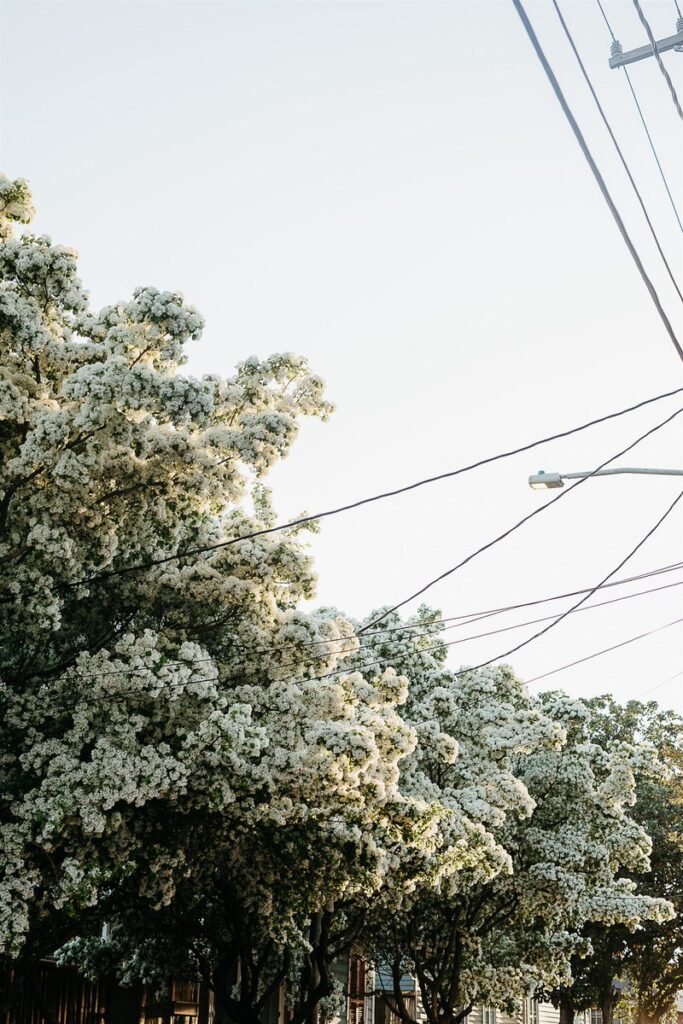 Trees covered in white flowers 
