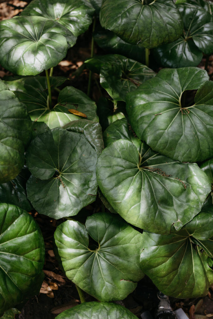 Large green leaves of a plant 